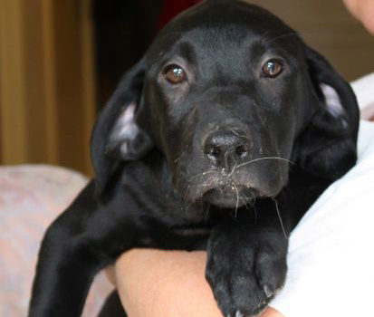 Chiot à adopter