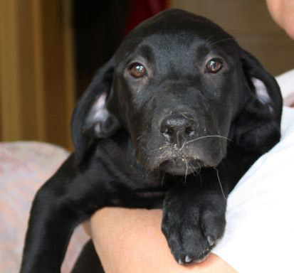 Chiot à adopter