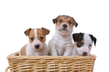 Prévoyez une visites avant l'adoption définitive, pour examiner les chiots