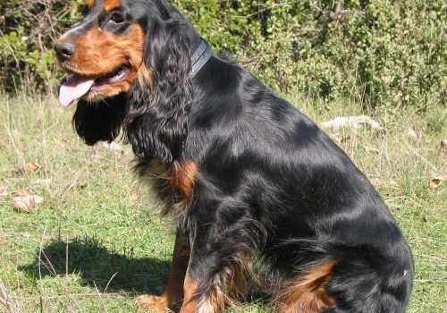 Le Cocker Anglais