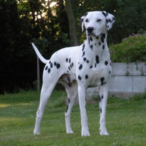 Le Dalmatien
