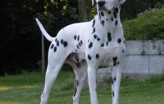 Le Dalmatien
