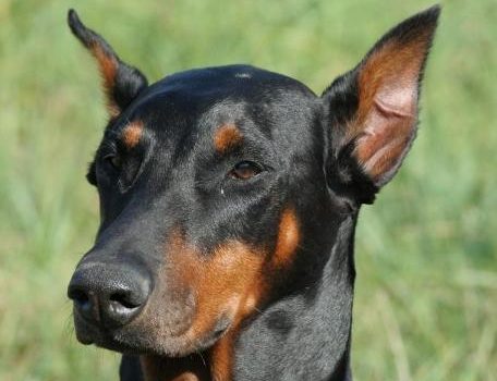 Le Dobermann