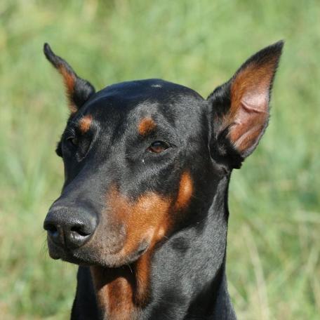 Le Dobermann