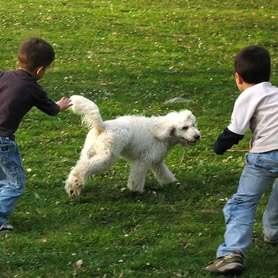 Enfants jouant avec un chien