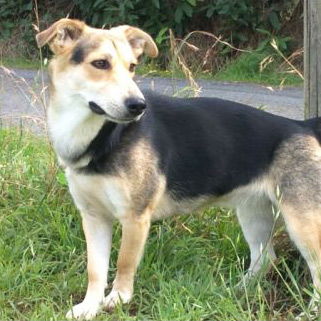 Chien croisé