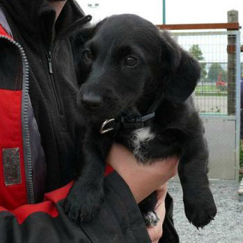 Acheter un chien