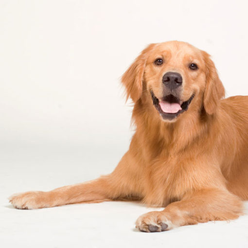 Golden Retriver couché