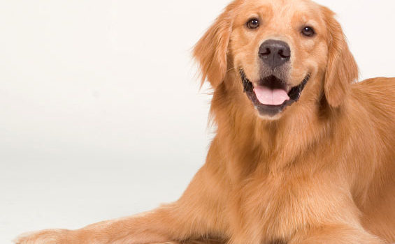 Golden Retriver couché