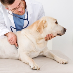 Le vétérinaire oscultera votre chienne