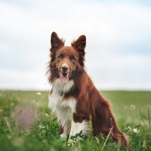 Leishmaniose chez le chien