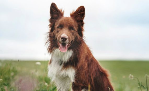 Leishmaniose chez le chien