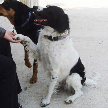 Chiens adultes en refuge