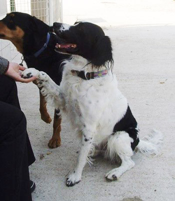 Chiens adultes en refuge