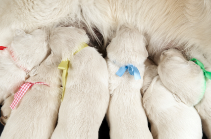 Les chiots nouveaux nés