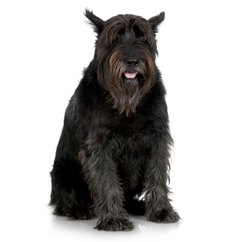Chien schnauzer senior