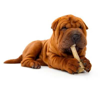 Combattez la mauvaise haleine de votre chien