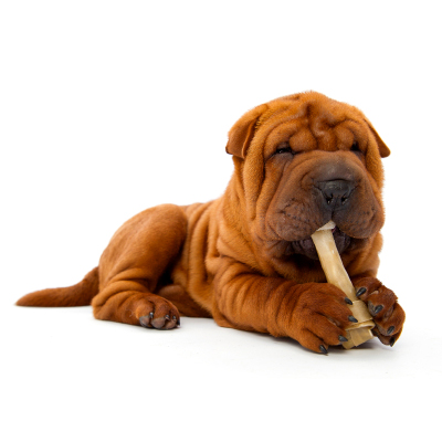 Combattez la mauvaise haleine de votre chien