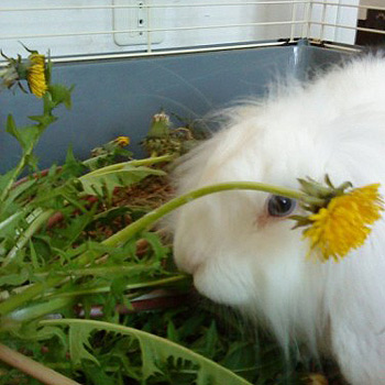 Lapin qui mange des pissenlits