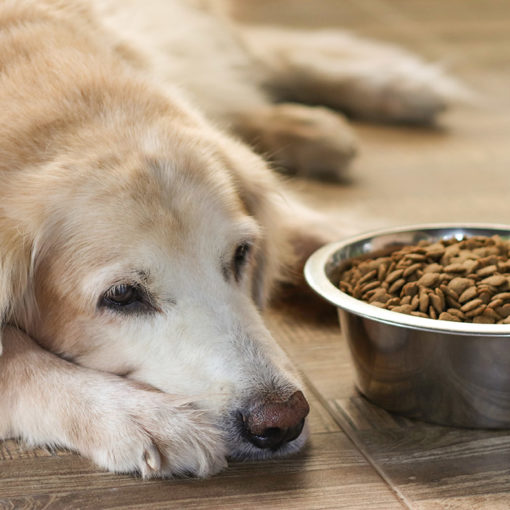 allergie-alimentaire-chien
