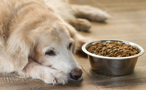 allergie-alimentaire-chien