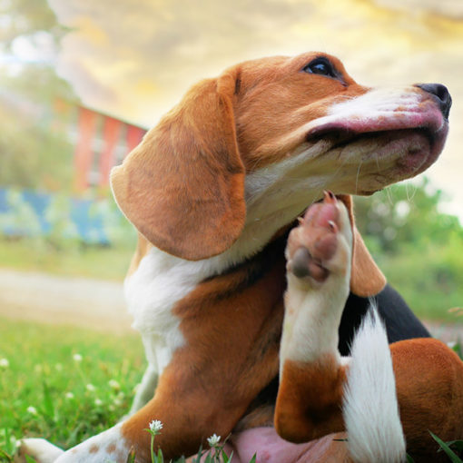allergies-chien