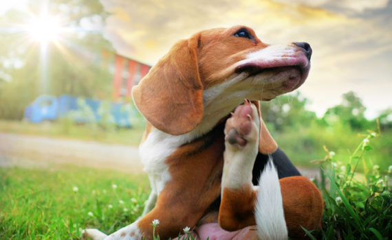 allergies-chien