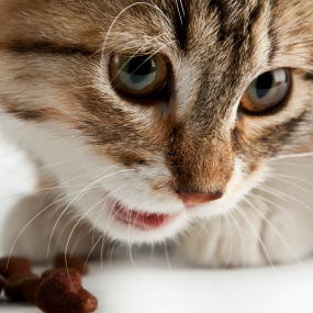 Bien nourrir son chaton