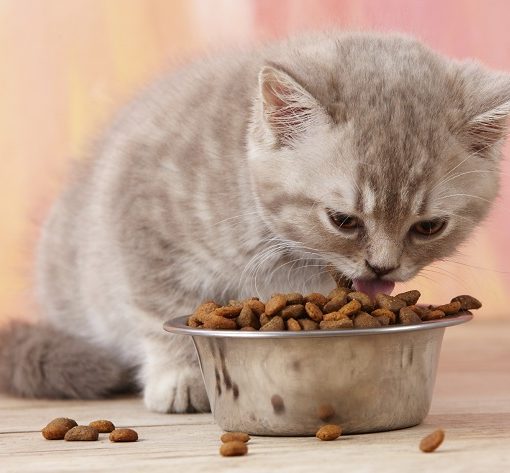 Alimentation du chaton
