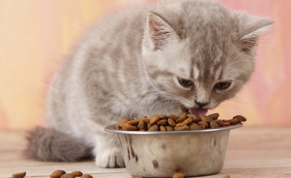 Alimentation du chaton
