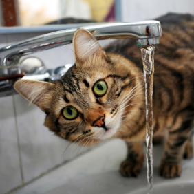 Chat buvant au robinet