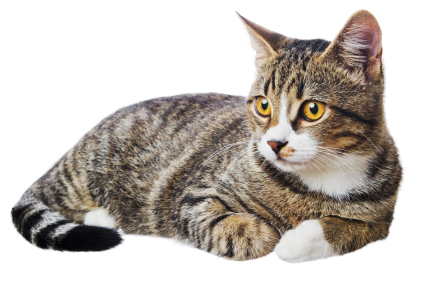 La diarrhée du chat
