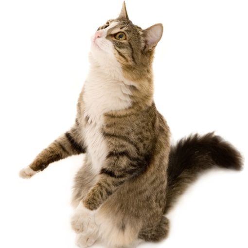 La pose d'une puce éléctronique permet d'identifier votre chat