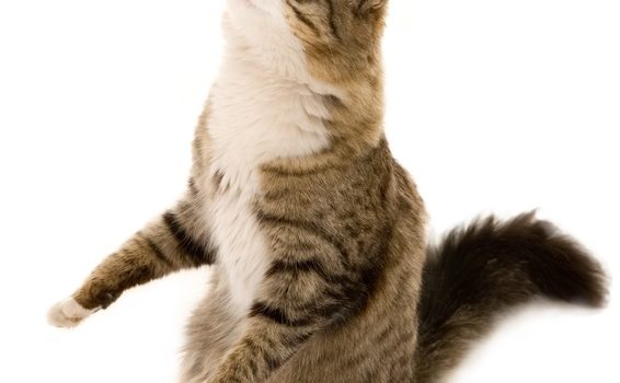 La pose d'une puce éléctronique permet d'identifier votre chat