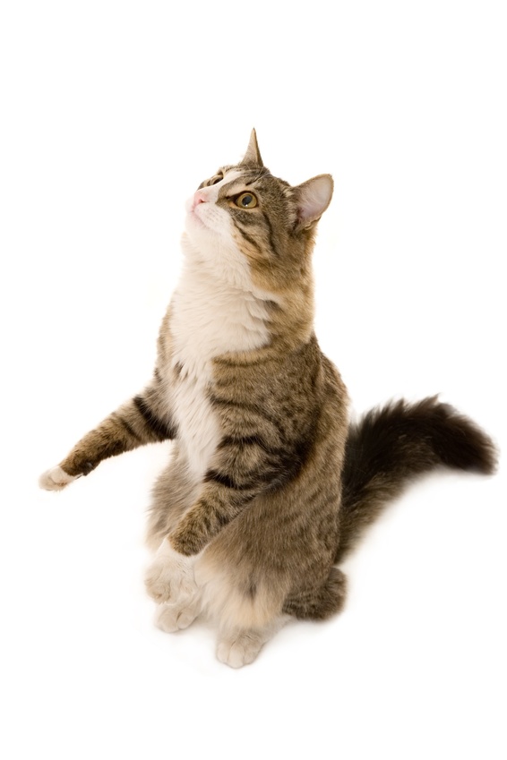La pose d'une puce éléctronique permet d'identifier votre chat
