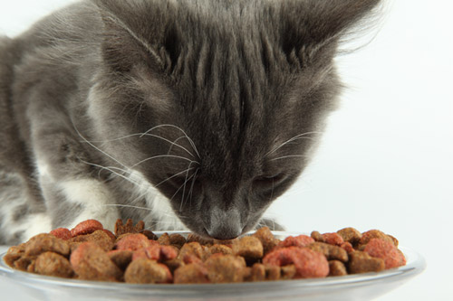 Chat qui mange ses croquettes