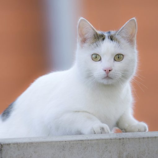 Castration du chat