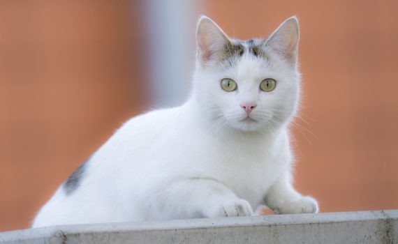 Castration du chat