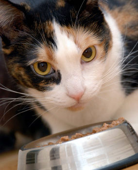 Alimentation du chat d'interieur
