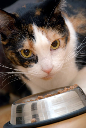 Alimentation du chat d'interieur