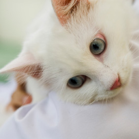 la teigne du chat