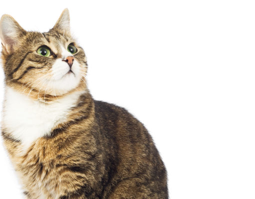 Il existe des traitements pour combattre le stress de chat