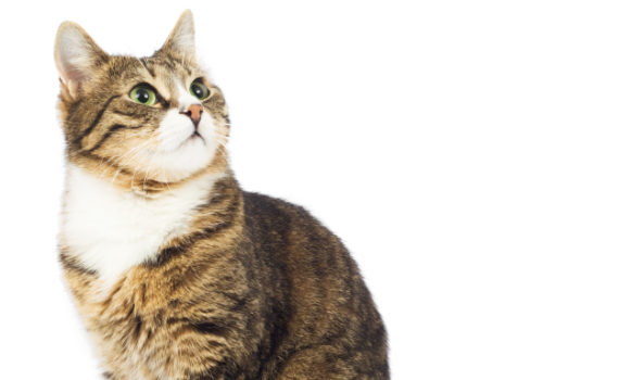 Il existe des traitements pour combattre le stress de chat