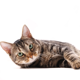 Les vomissements ne sont pas toujours pathologiques chez le chat
