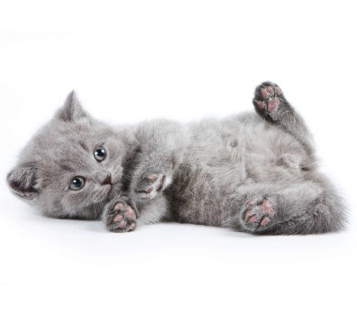 Faîtes contrôler votre chaton par un vétérinaire dès son achat