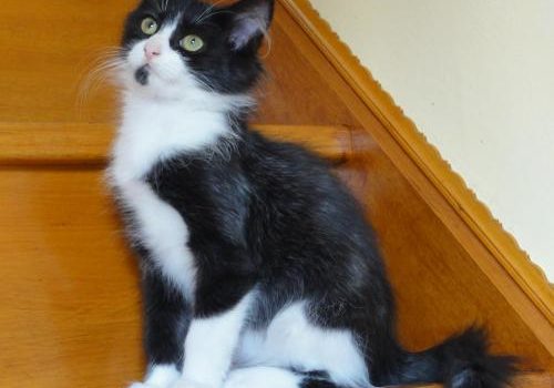 Le chaton est d'un naturel calme et propre