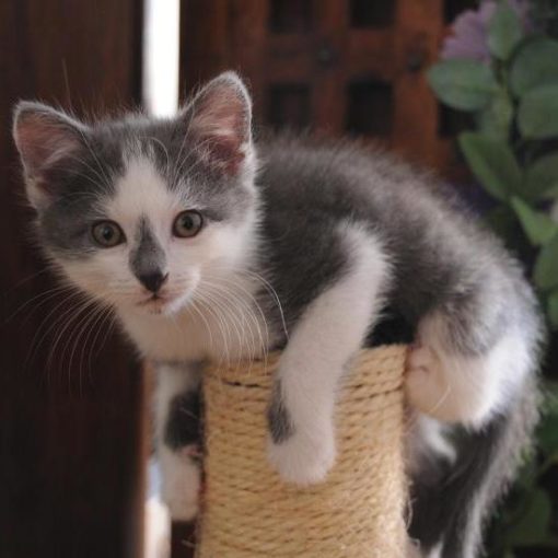 Le chaton est joueur et très dynamique