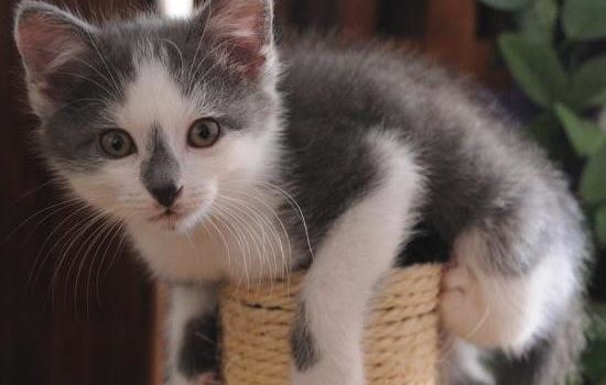 Le chaton est joueur et très dynamique