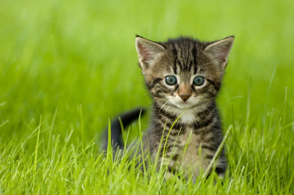 Besoins alimentaires du chaton