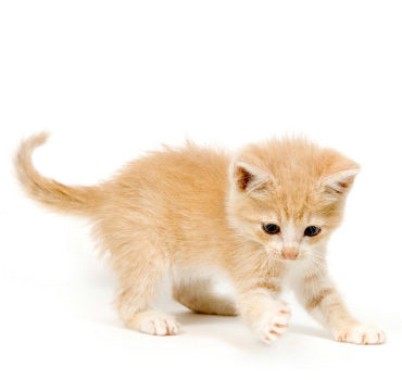 Le chaton doit rester le plus possible avec sa mère pour être bien éduqué